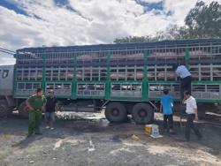 Kỷ lục phát hiện và xử phạt lợn, gà... nhập lậu vào Việt Nam