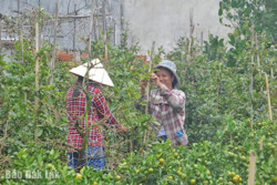 Cho mùa mai Tết