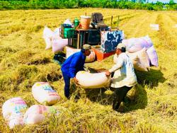 Xuất khẩu gạo gặp thách thức mới