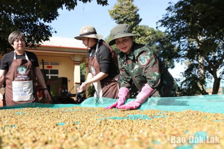 Ban hành Quy chế quản lý chỉ dẫn địa lý “Buôn Ma Thuột” cho cà phê Robusta